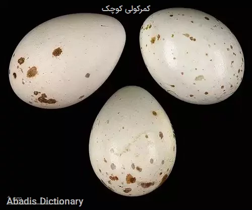 کمرکولی کوچک
